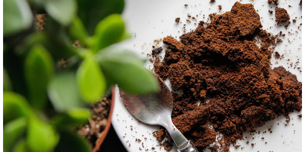 O que fazer com a borra de café usada? Dicas interessantes